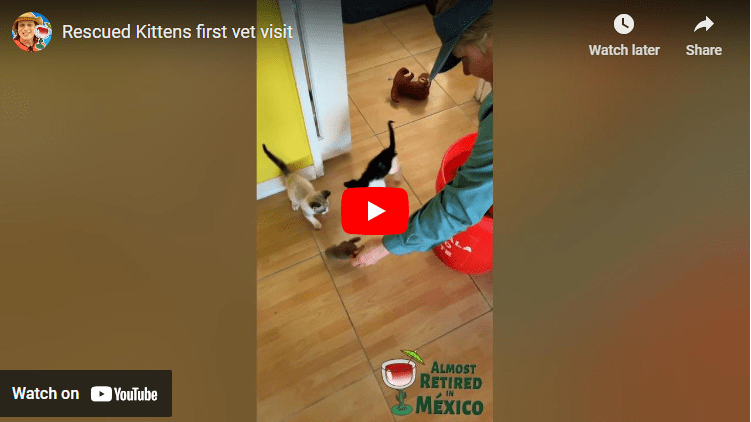 Rescued Kittens first vet visit