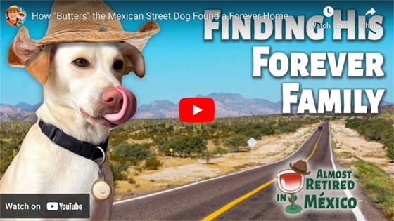 Mexican Rescue Dog VIdeo Thumbnail