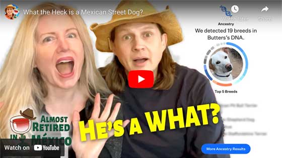 What is a Mexican Street Dog Breed Video Thumbnail